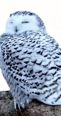 snowy owl credit m good snowy owl credit m good