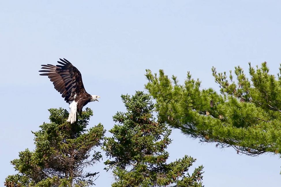 ernie the eagle in flight